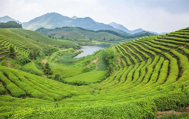 Ki sa ki Tea Fermentation